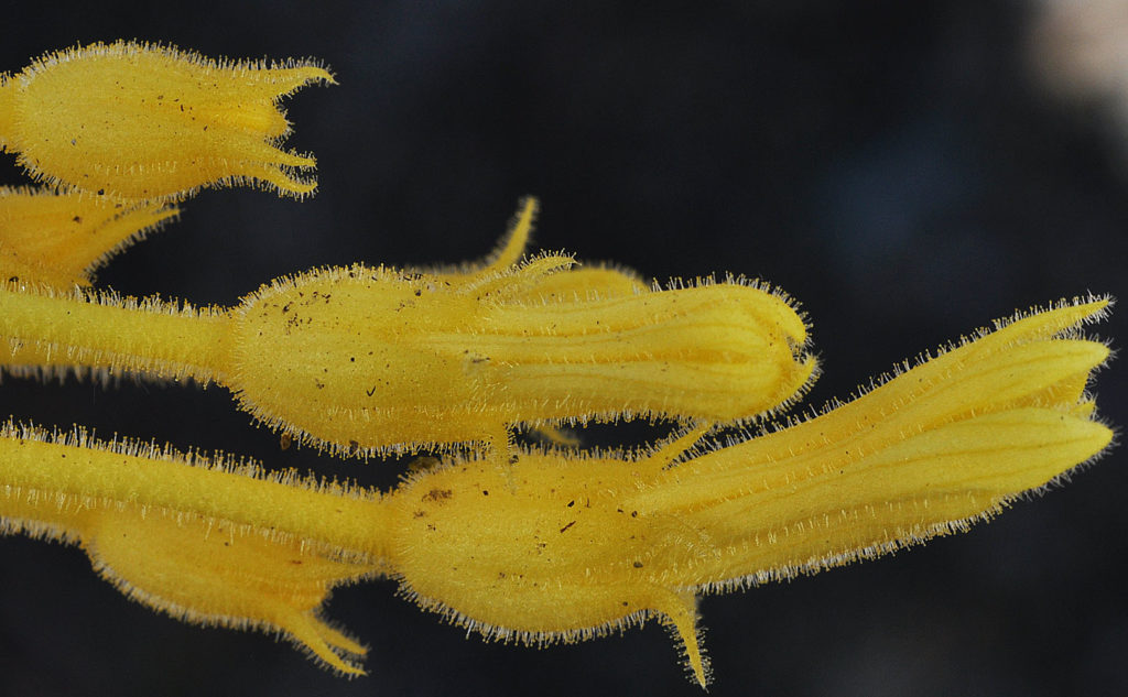 Flora of Eastern Washington Image: Orobanche uniflora 22