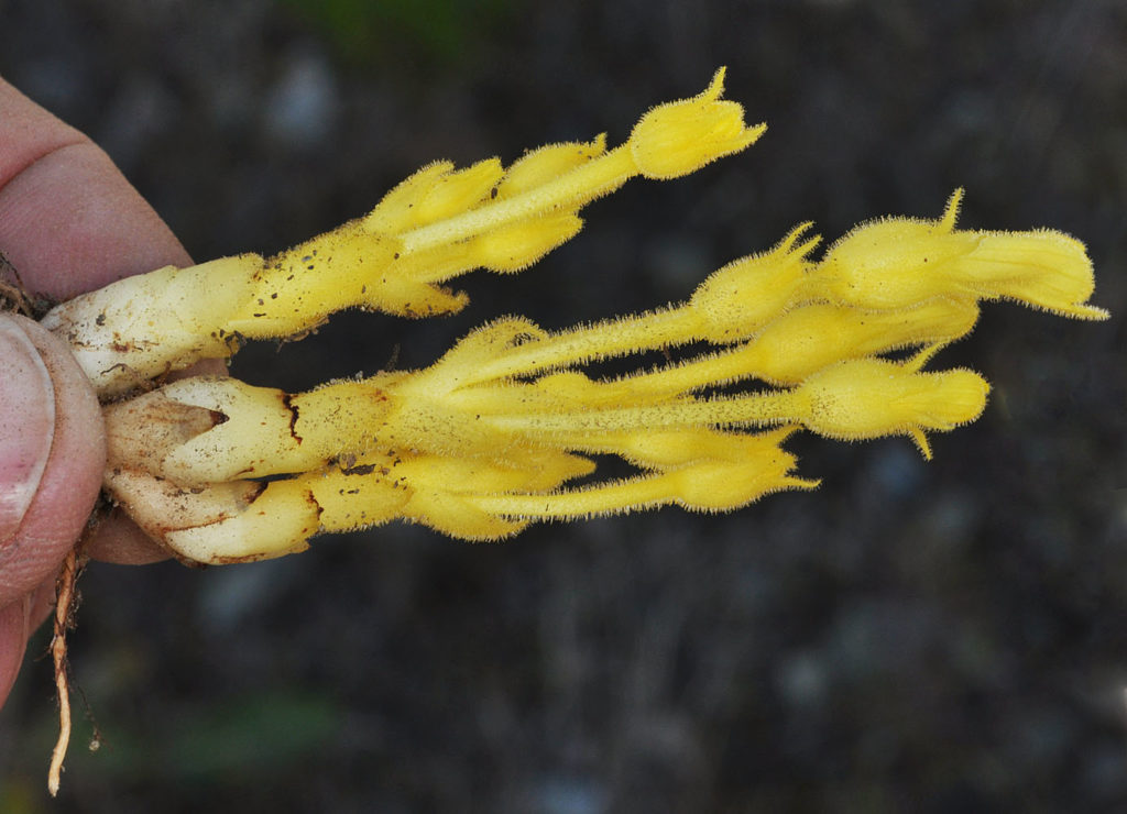 Flora of Eastern Washington Image: Orobanche uniflora 19