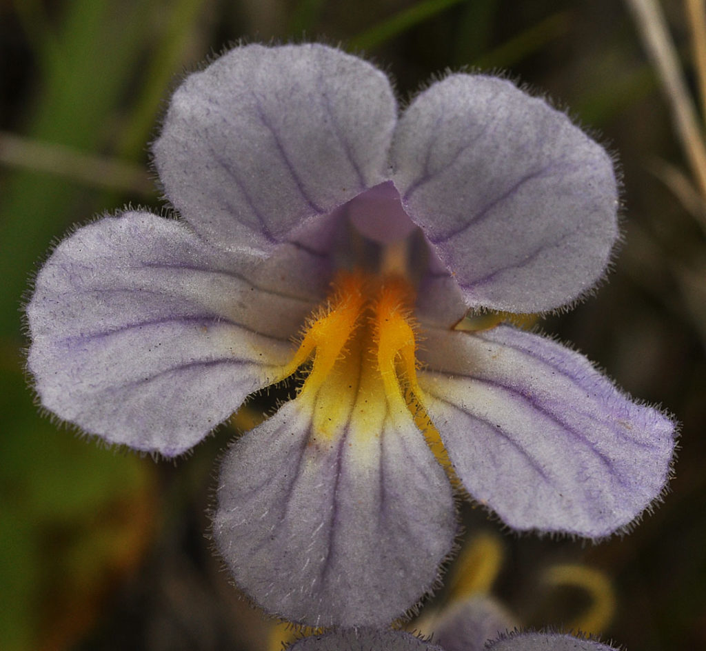 Flora of Eastern Washington Image: Orobanche uniflora 12