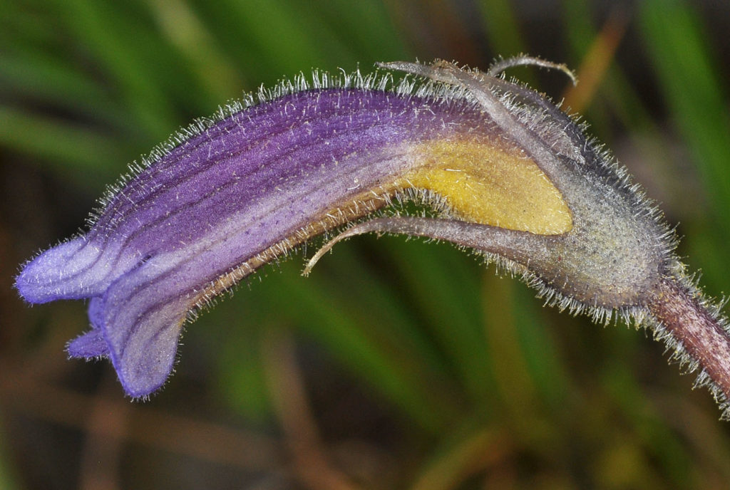 Flora of Eastern Washington Image: Orobanche uniflora 7