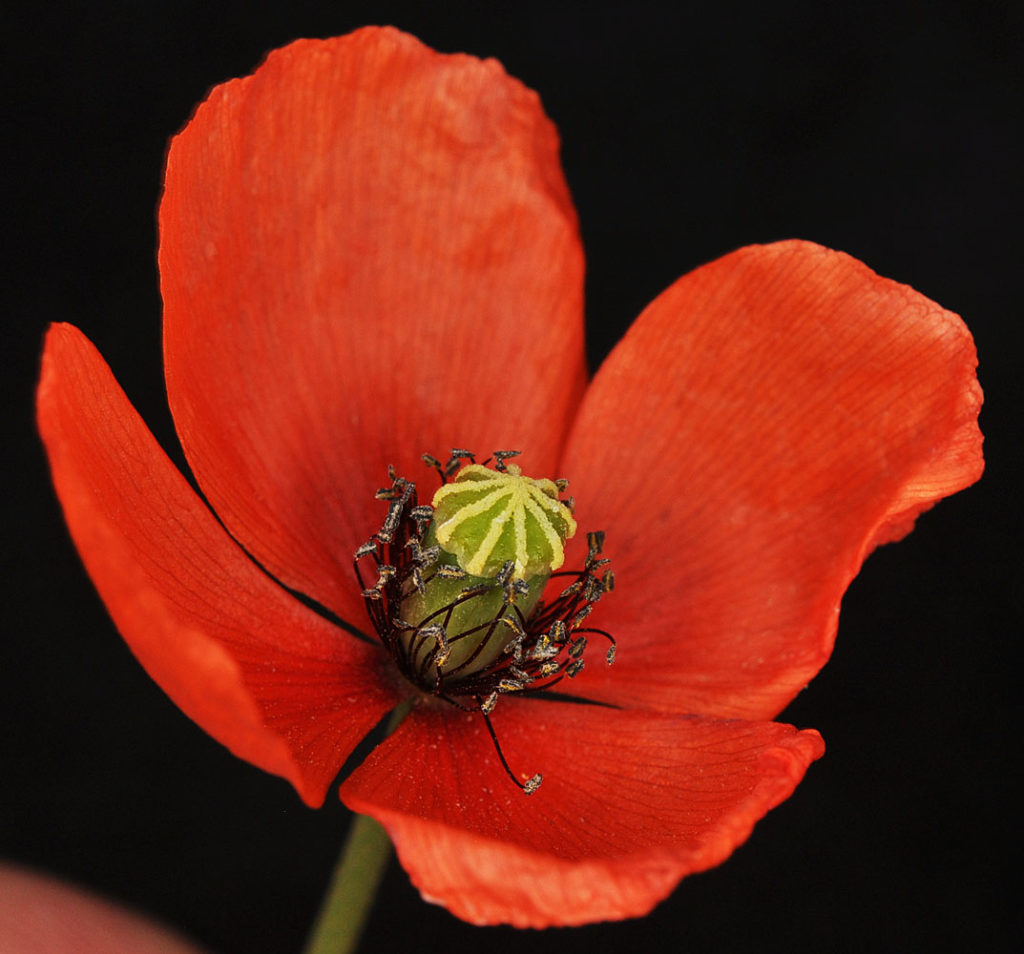 Flora of Eastern Washington Image: Papaver dubium 8