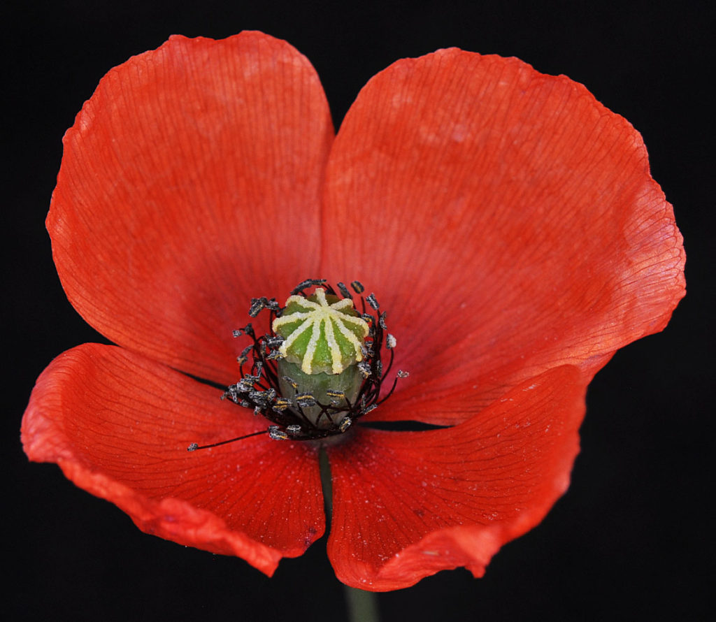 Flora of Eastern Washington Image: Papaver dubium 10