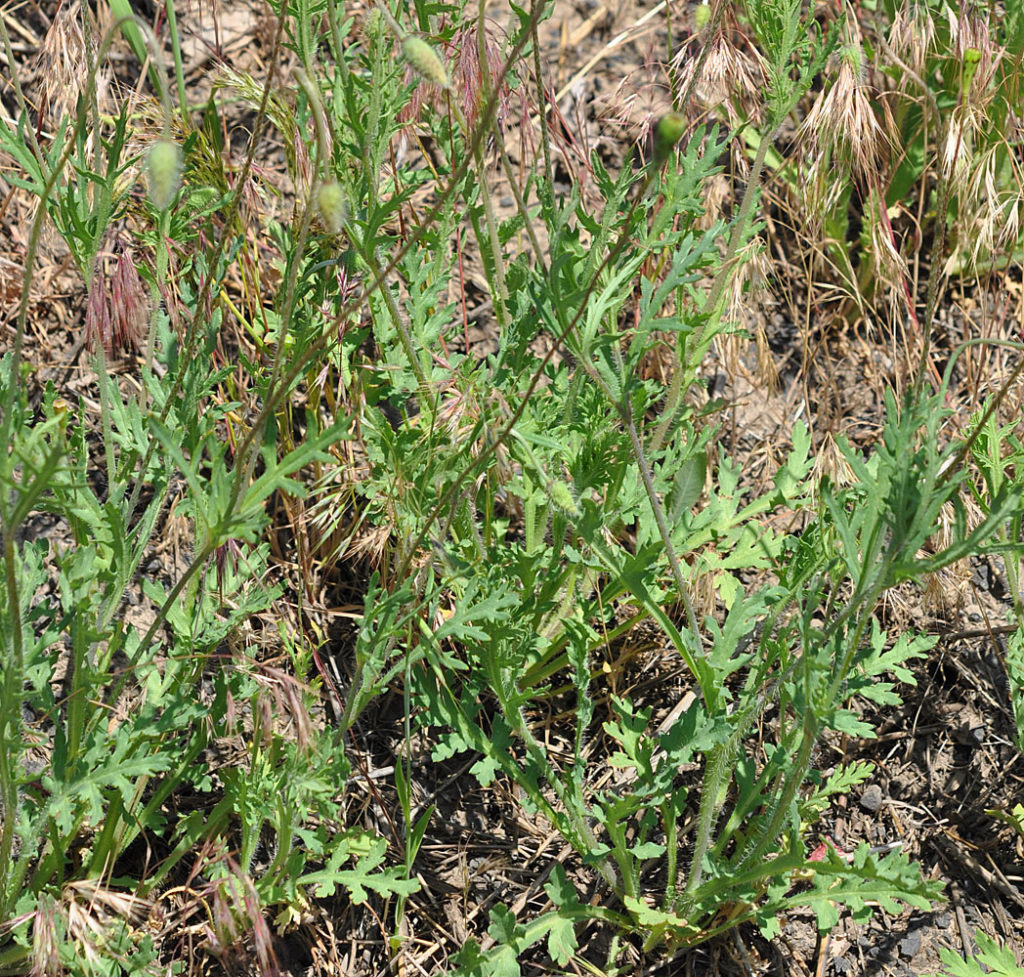 Flora of Eastern Washington Image: Papaver dubium 5