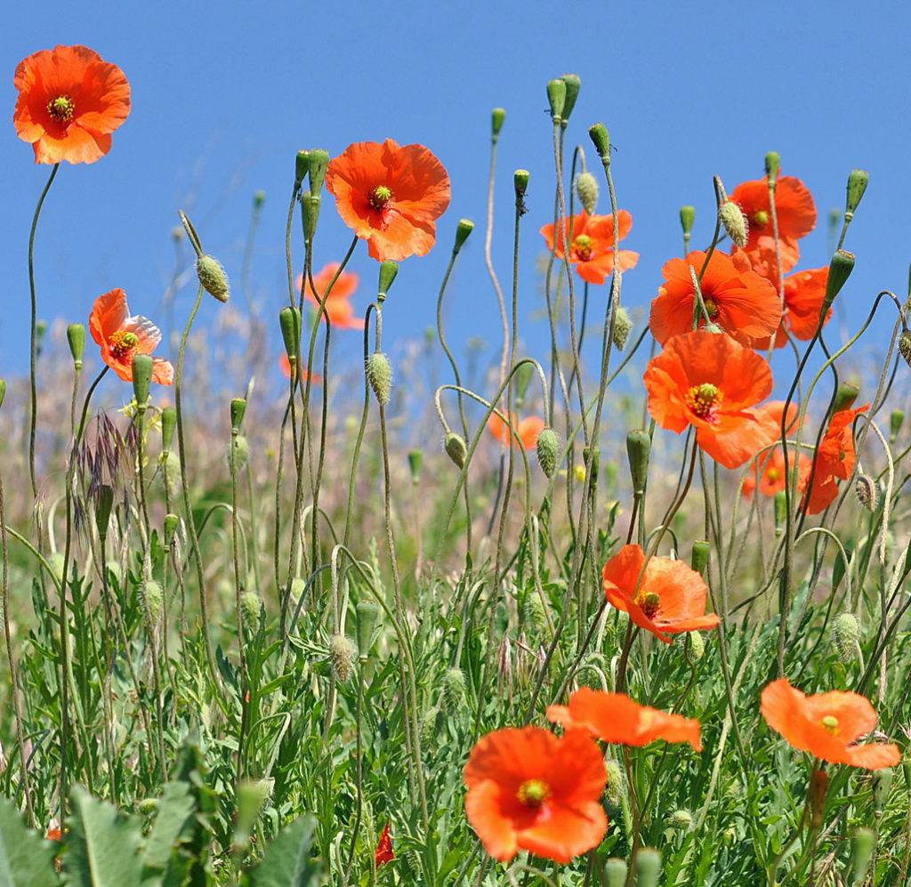 Flora of Eastern Washington Image: Papaver dubium 4