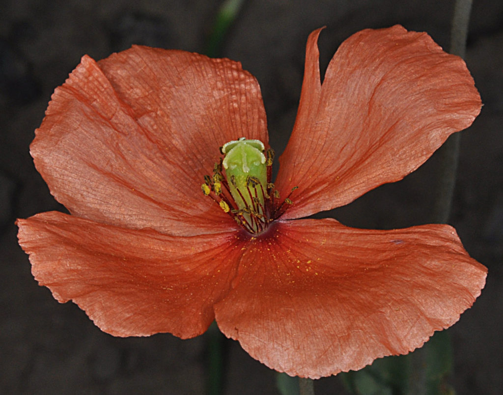 Flora of Eastern Washington Image: Papaver dubium 21