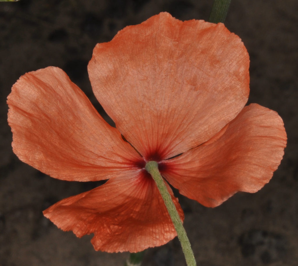 Flora of Eastern Washington Image: Papaver dubium 19
