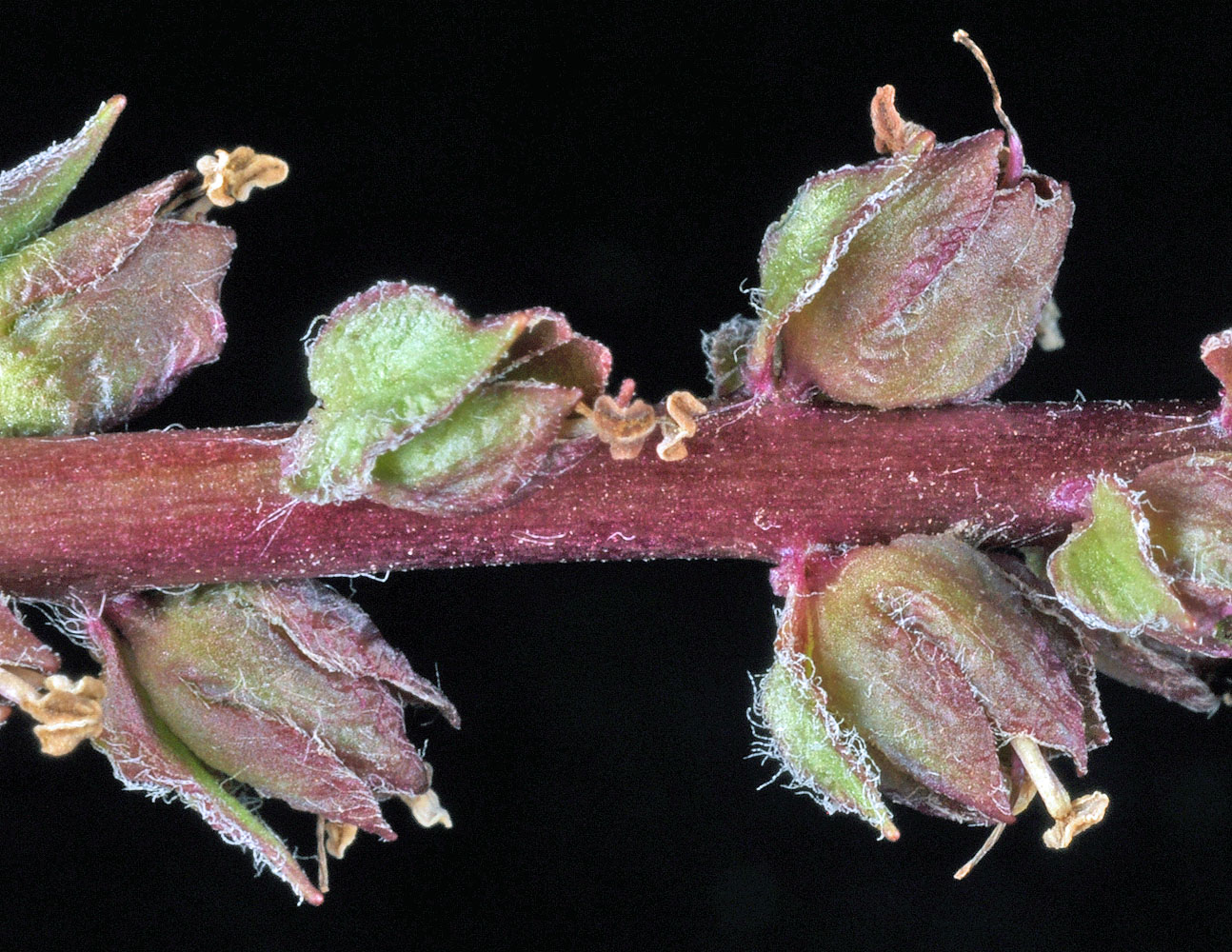 Flora of Eastern Washington Image: Besseya rubra