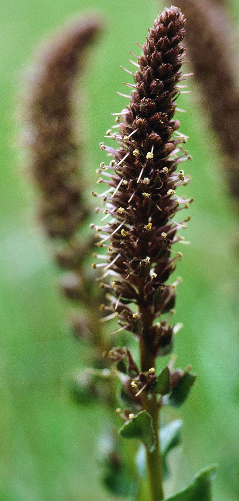 Flora of Eastern Washington Image: Besseya rubra