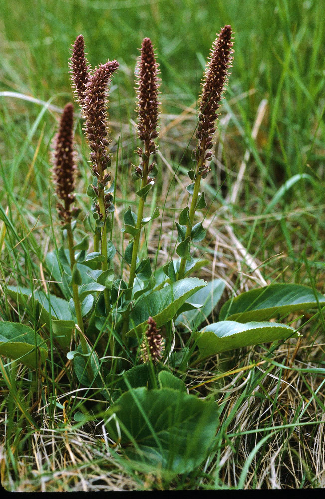 Flora of Eastern Washington Image: Besseya rubra