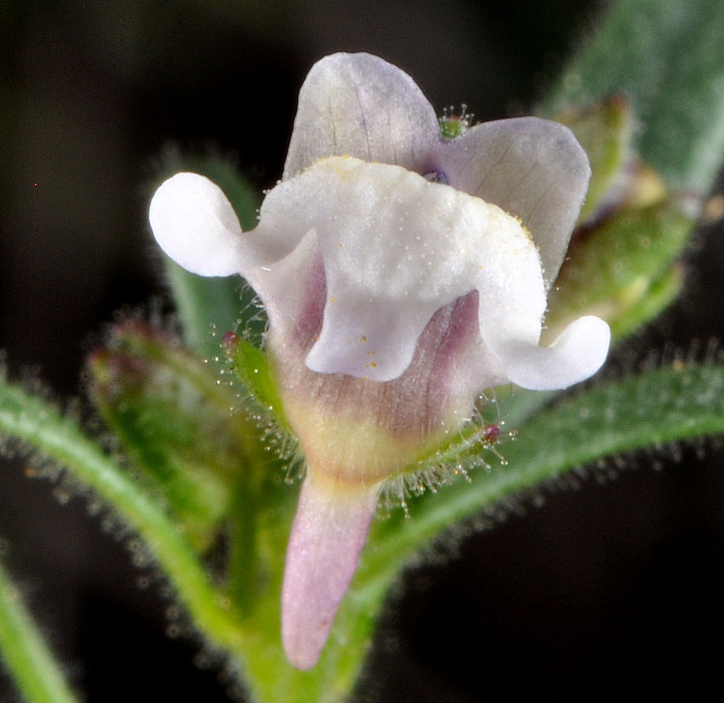 Flora of Eastern Washington Image: Chaenorhinum minus