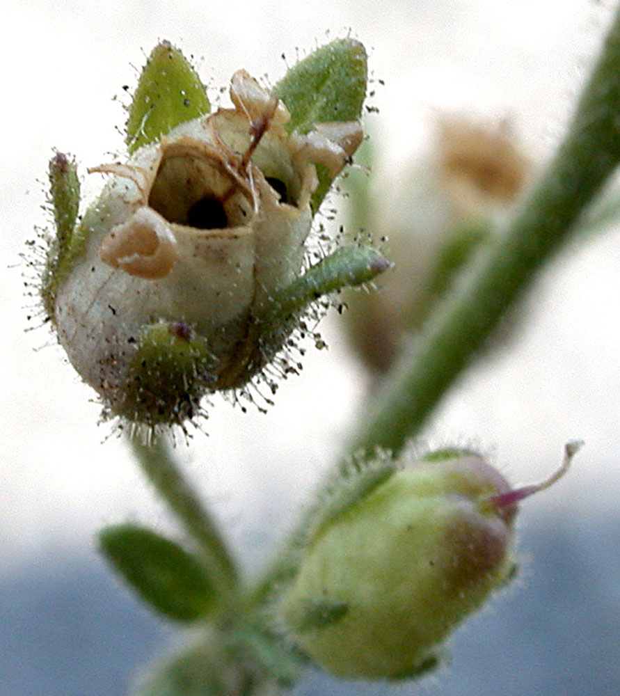 Flora of Eastern Washington Image: Chaenorhinum minus