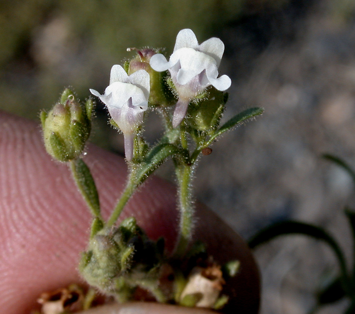 Flora of Eastern Washington Image: Chaenorhinum minus