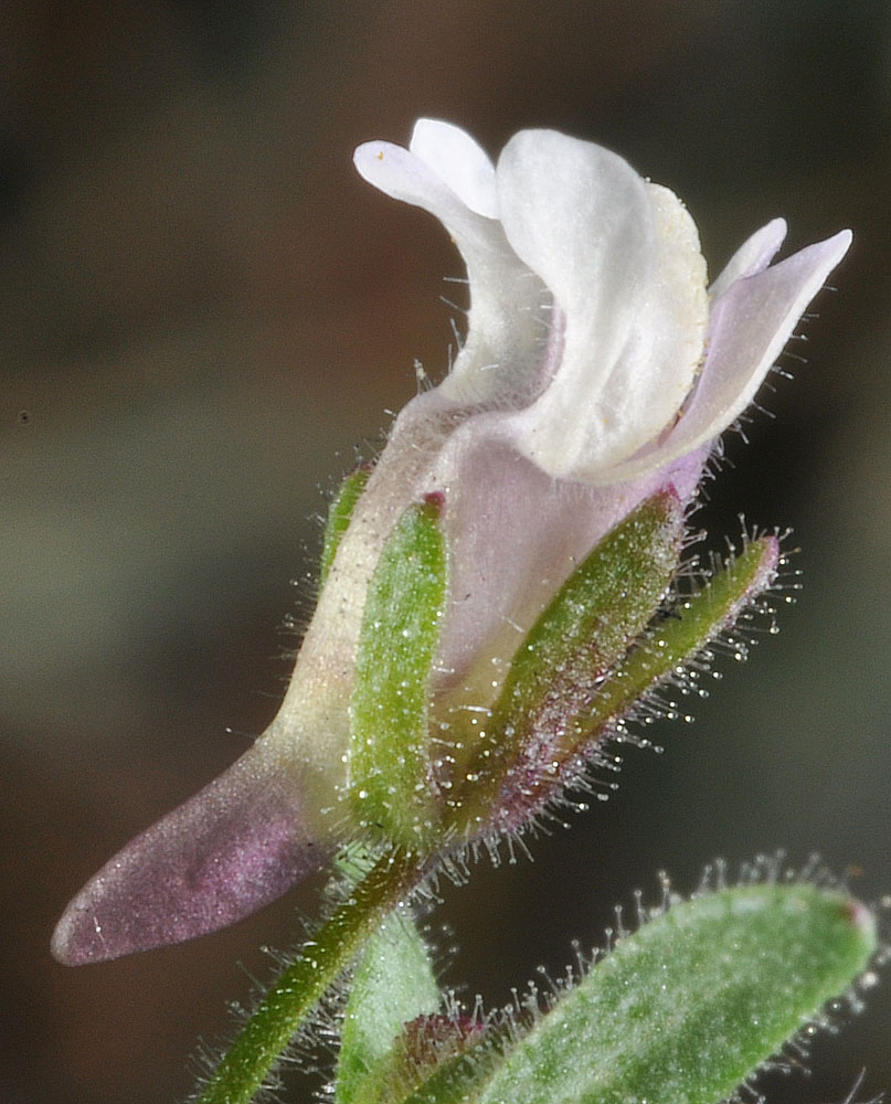 Flora of Eastern Washington Image: Chaenorhinum minus