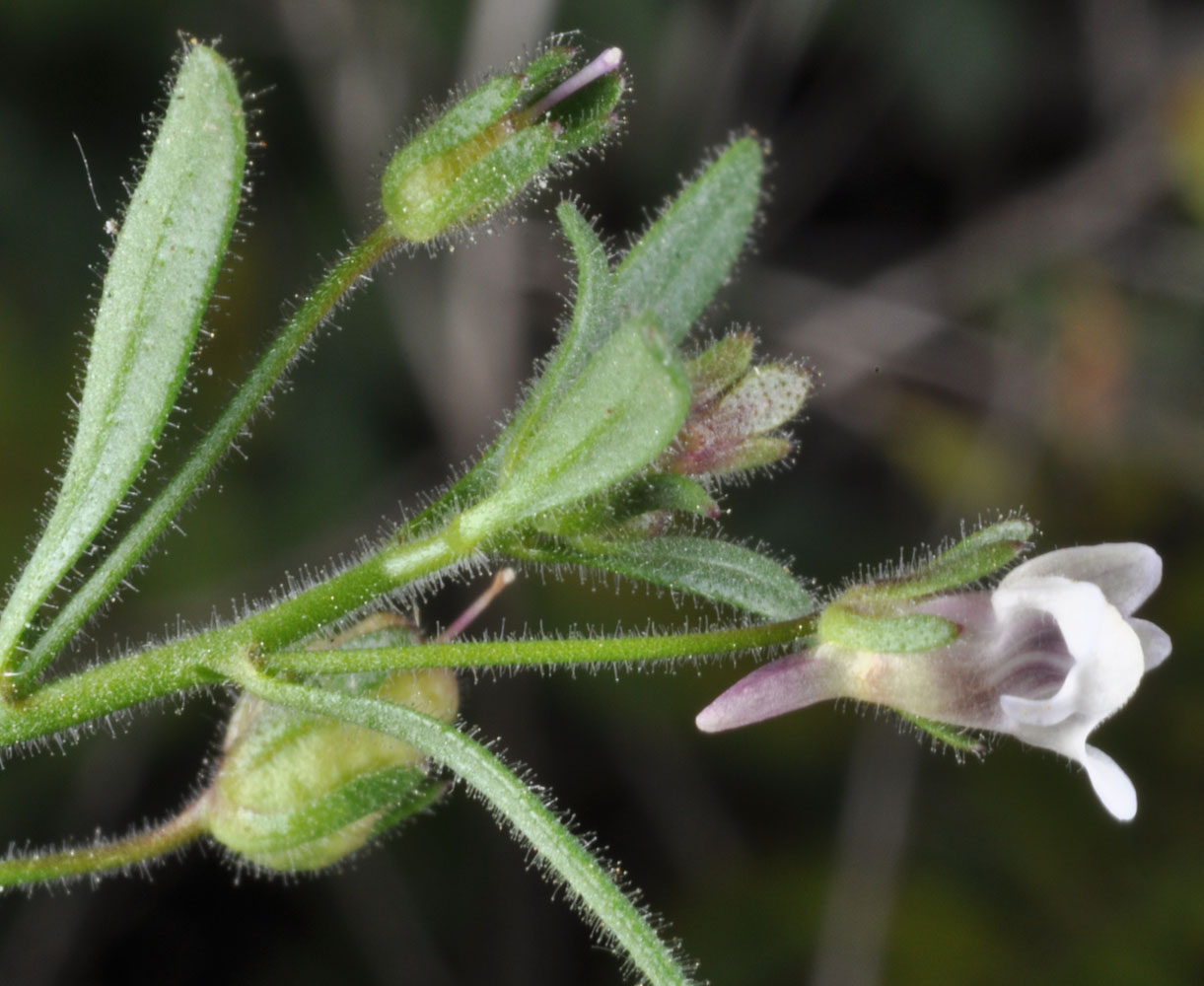 Flora of Eastern Washington Image: Chaenorhinum minus
