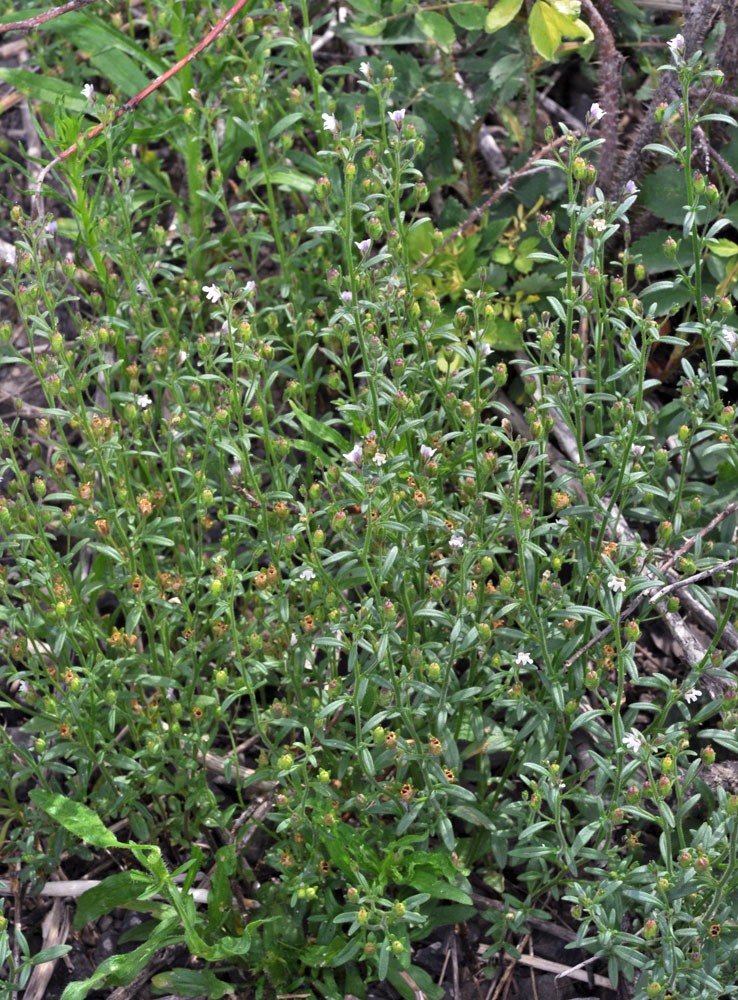 Flora of Eastern Washington Image: Chaenorhinum minus