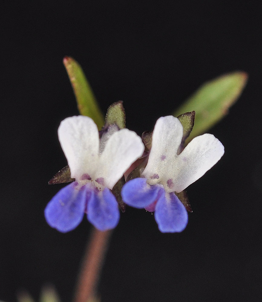 Flora of Eastern Washington Image: Collinsia parviflora