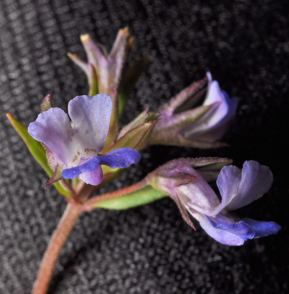 Flora of Eastern Washington Image: Collinsia parviflora