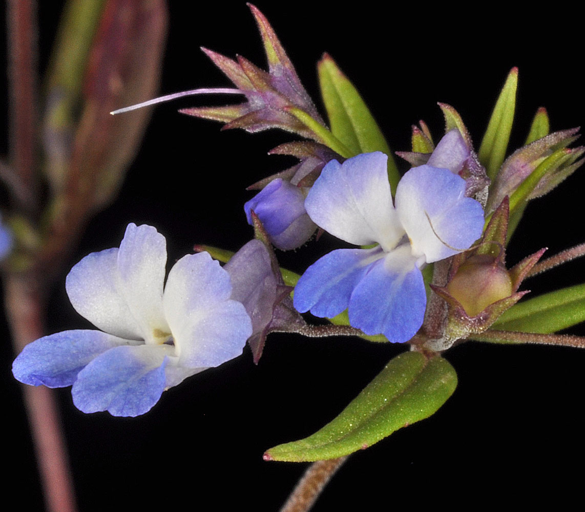 Flora of Eastern Washington Image: Collinsia parviflora