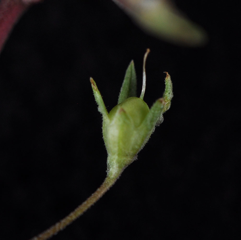Flora of Eastern Washington Image: Collinsia parviflora