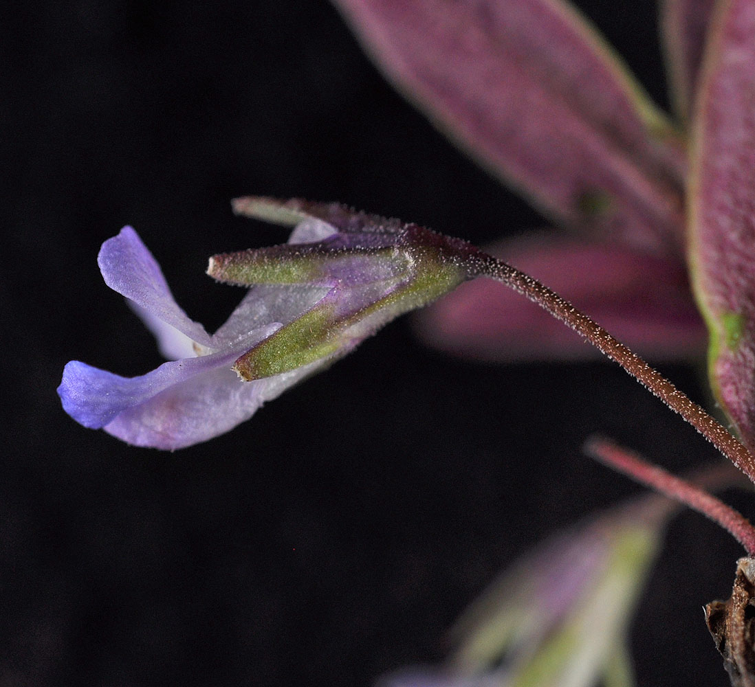 Flora of Eastern Washington Image: Collinsia parviflora