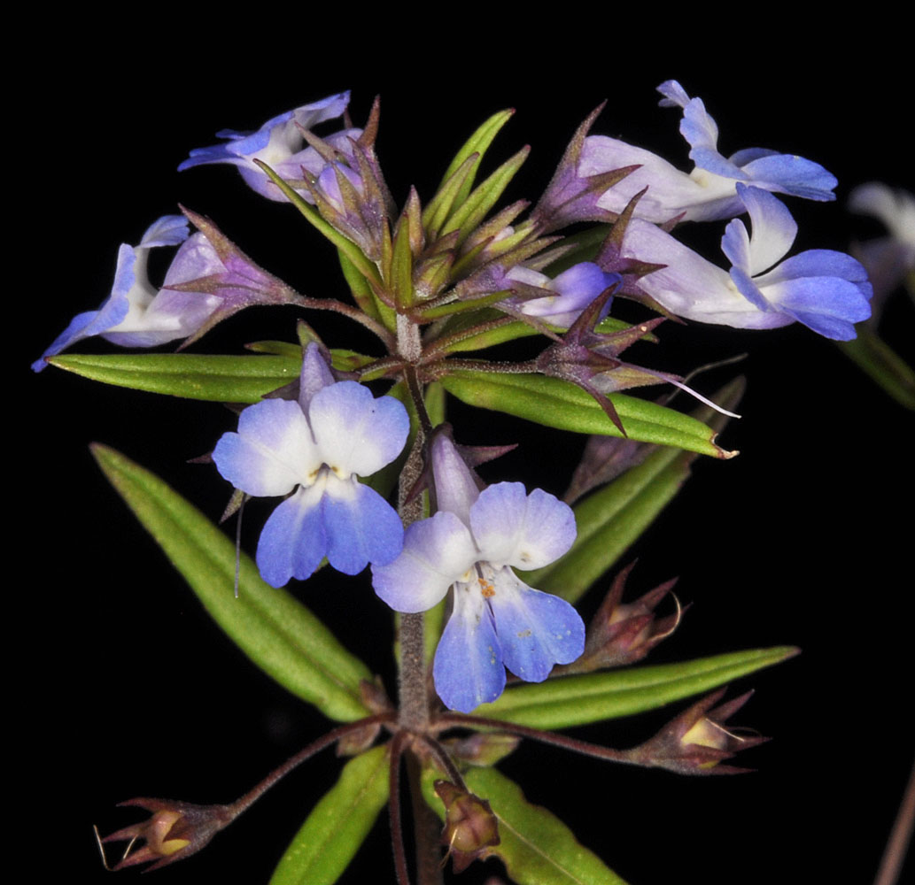 Flora of Eastern Washington Image: Collinsia parviflora