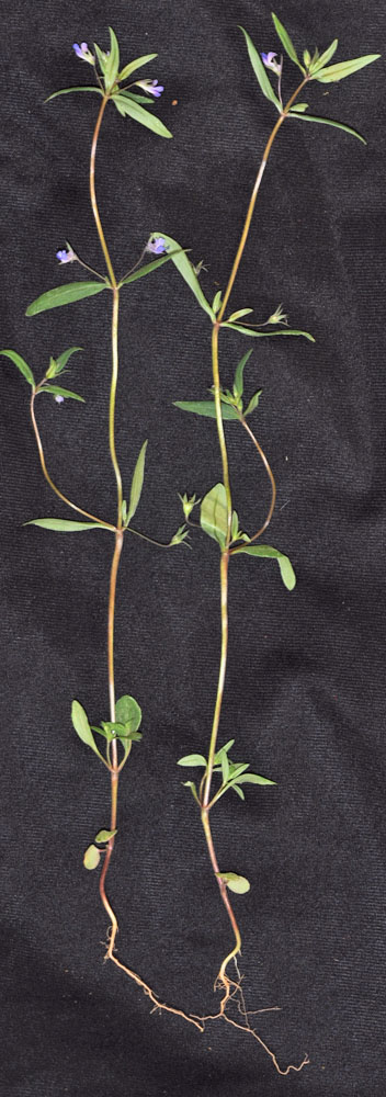 Flora of Eastern Washington Image: Collinsia parviflora