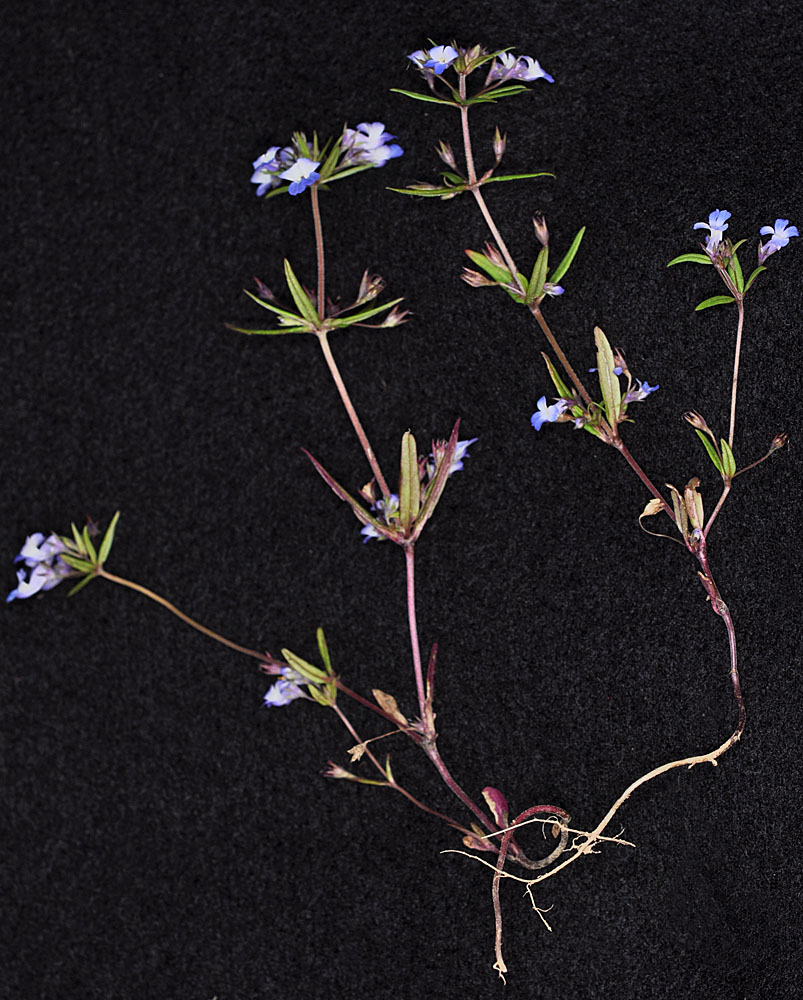 Flora of Eastern Washington Image: Collinsia parviflora