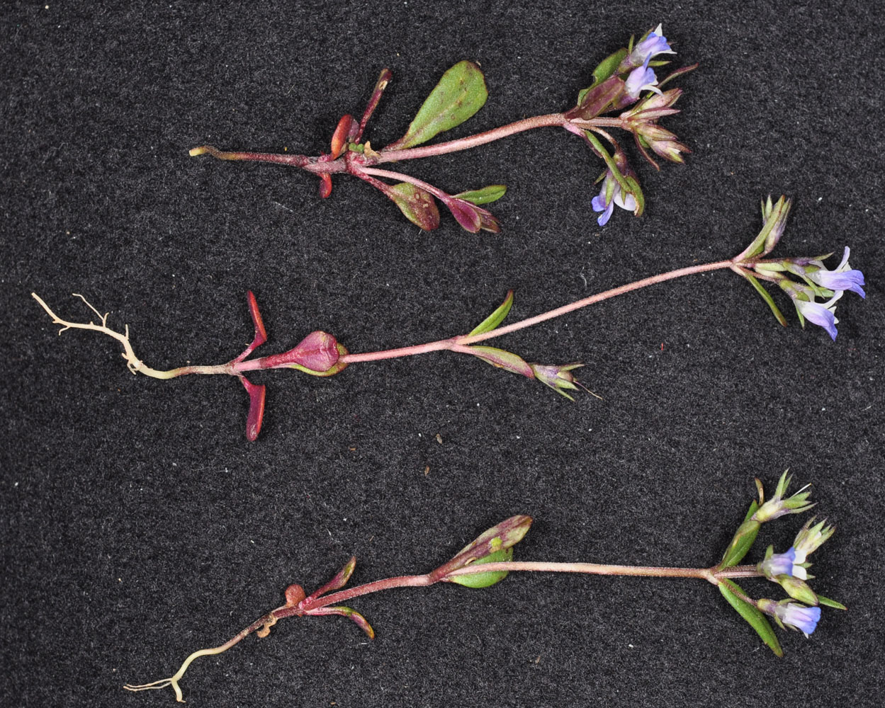 Flora of Eastern Washington Image: Collinsia parviflora
