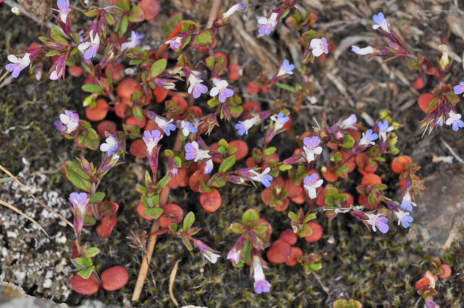 Flora of Eastern Washington Image: Collinsia parviflora
