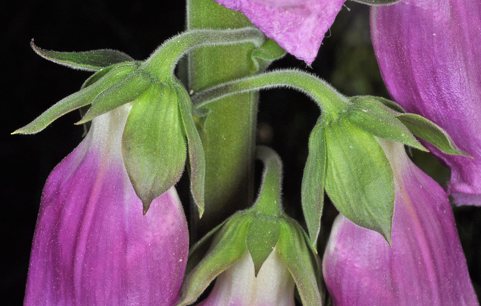 Flora of Eastern Washington Image: Digitalis purpurea