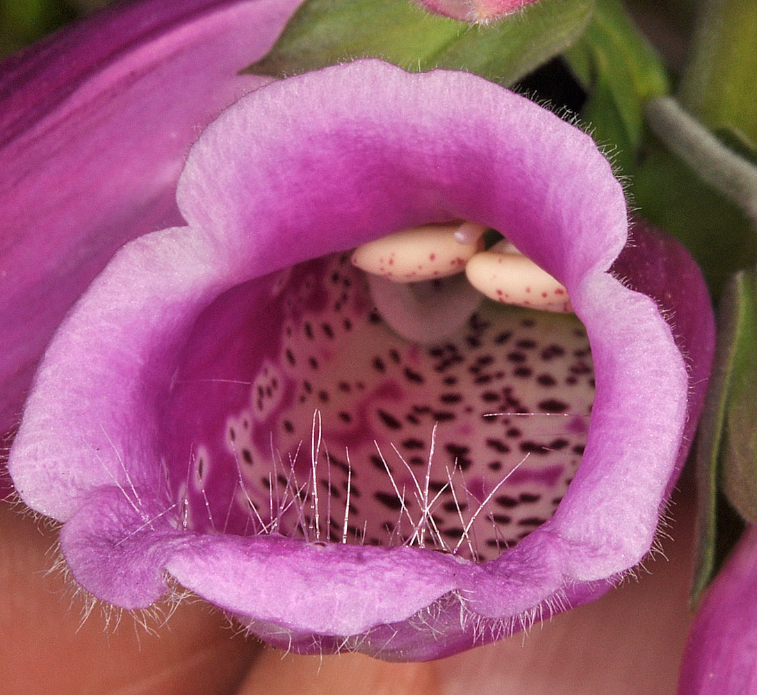 Flora of Eastern Washington Image: Digitalis purpurea