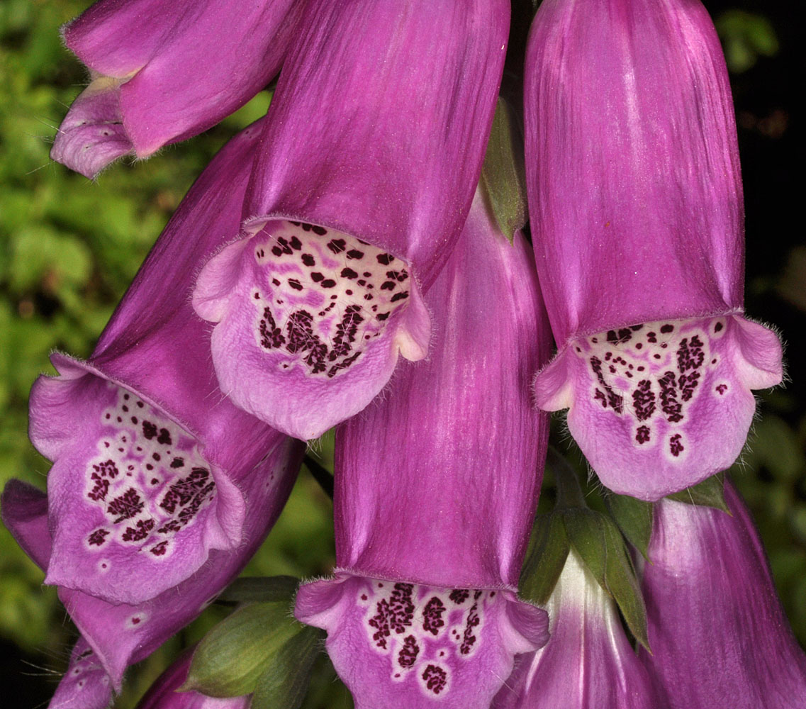Flora of Eastern Washington Image: Digitalis purpurea