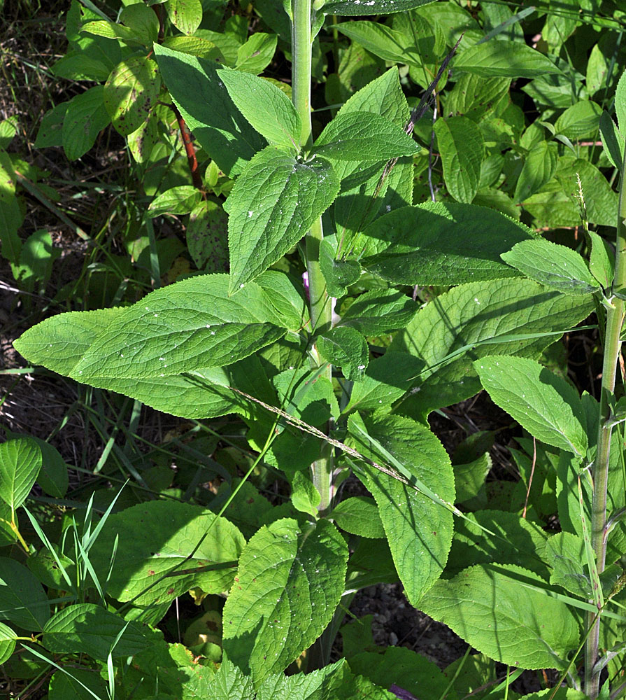 Flora of Eastern Washington Image: Digitalis purpurea