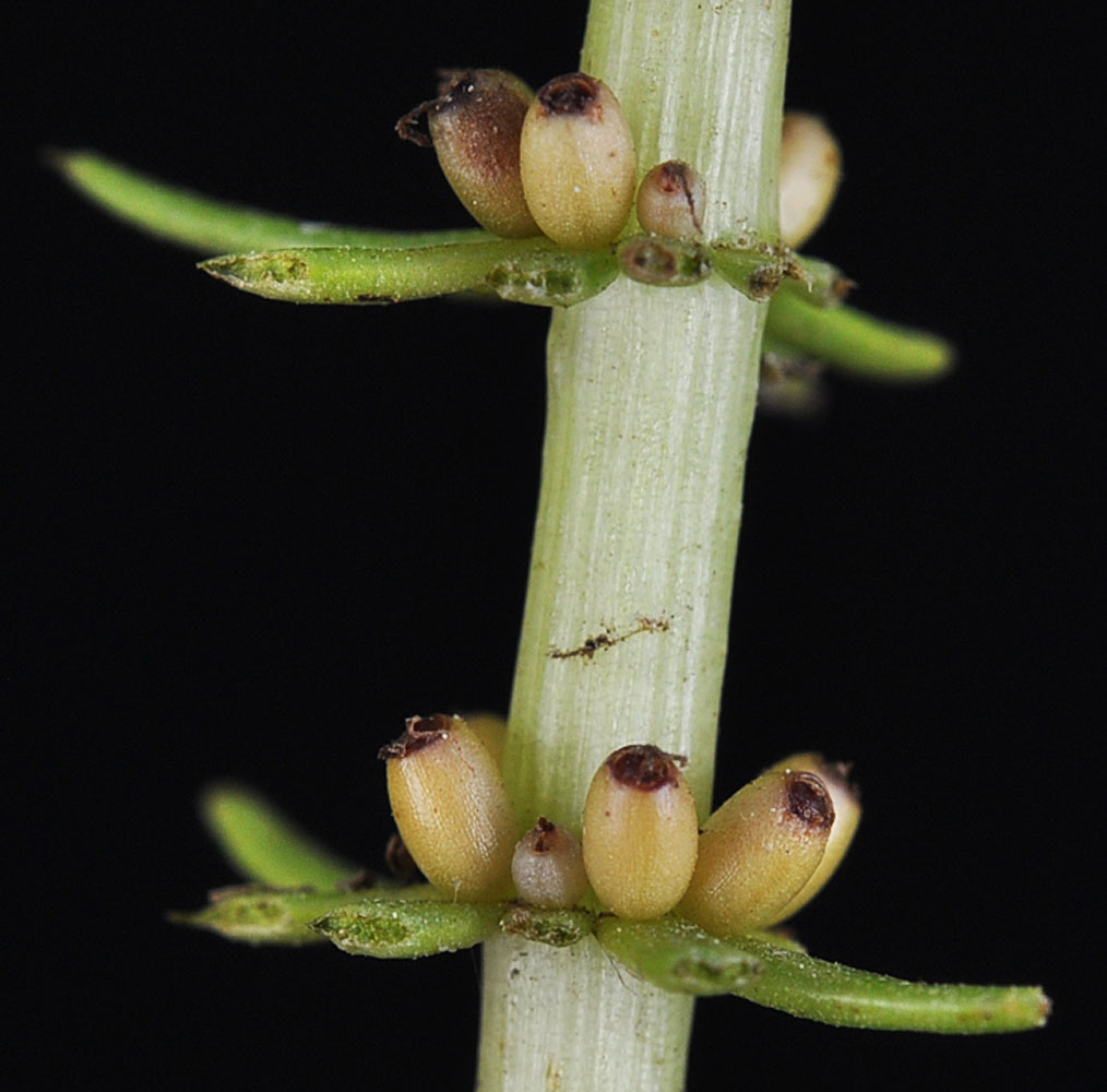 Flora of Eastern Washington Image: Hippuris vulgaris