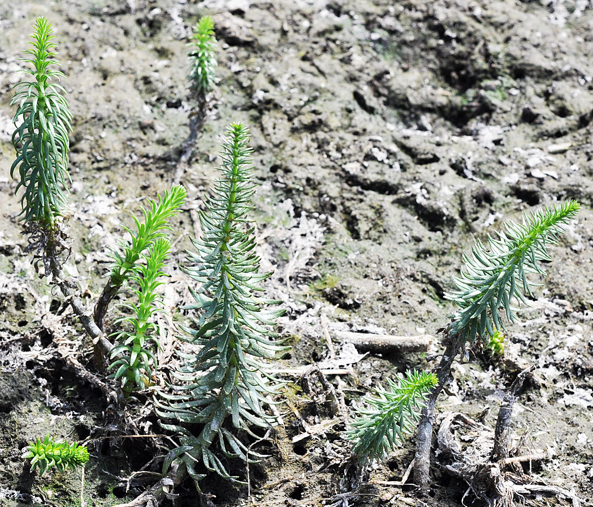 Flora of Eastern Washington Image: Hippuris vulgaris