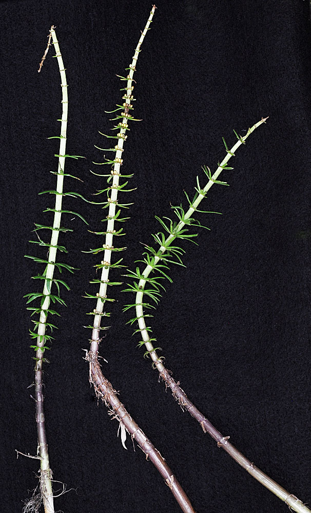 Flora of Eastern Washington Image: Hippuris vulgaris