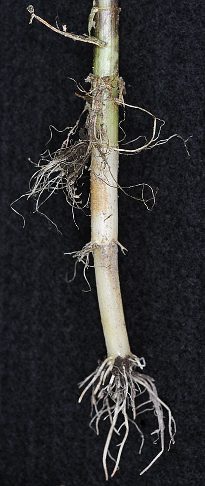 Flora of Eastern Washington Image: Hippuris vulgaris