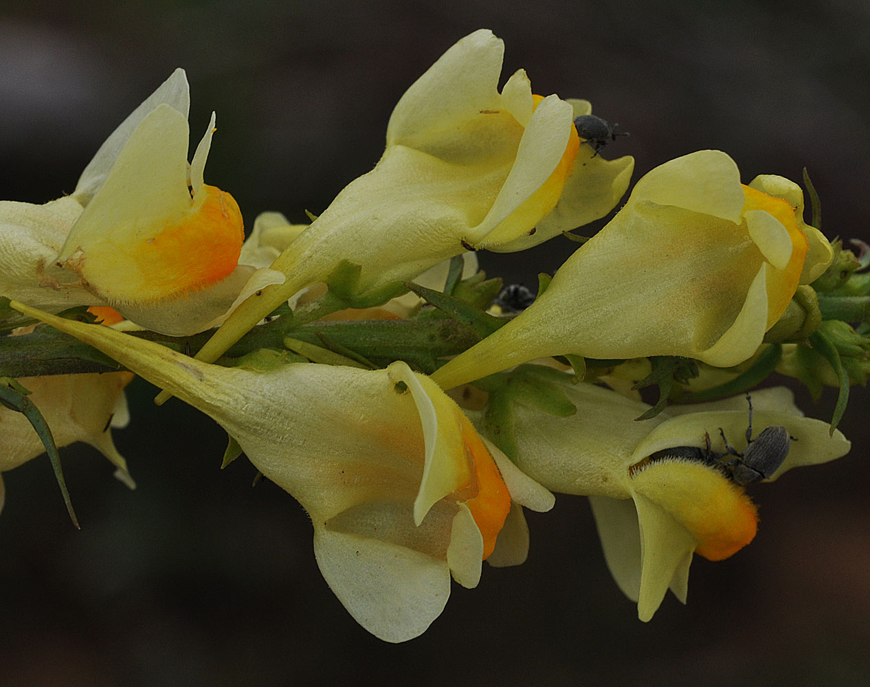 Flora of Eastern Washington Image: Linaria vulgaris