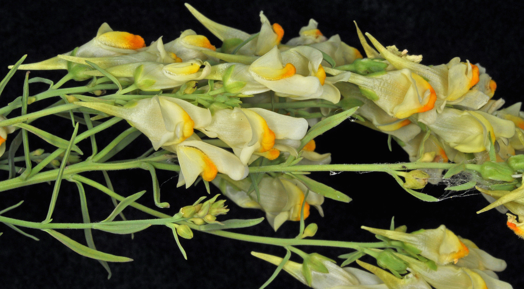 Flora of Eastern Washington Image: Linaria vulgaris