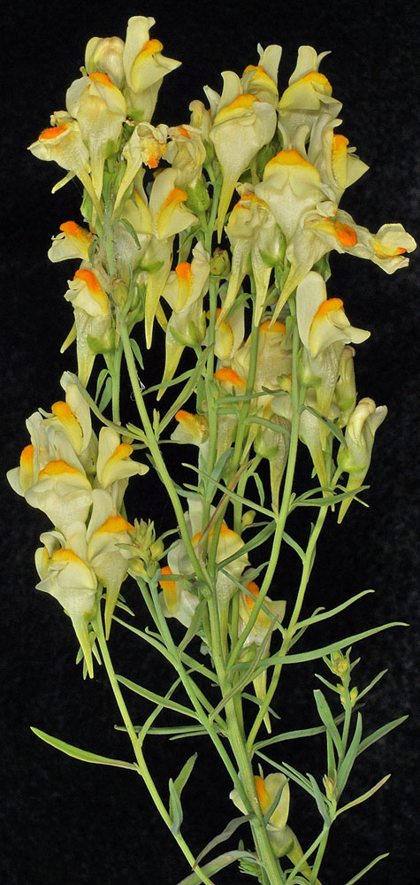 Flora of Eastern Washington Image: Linaria vulgaris