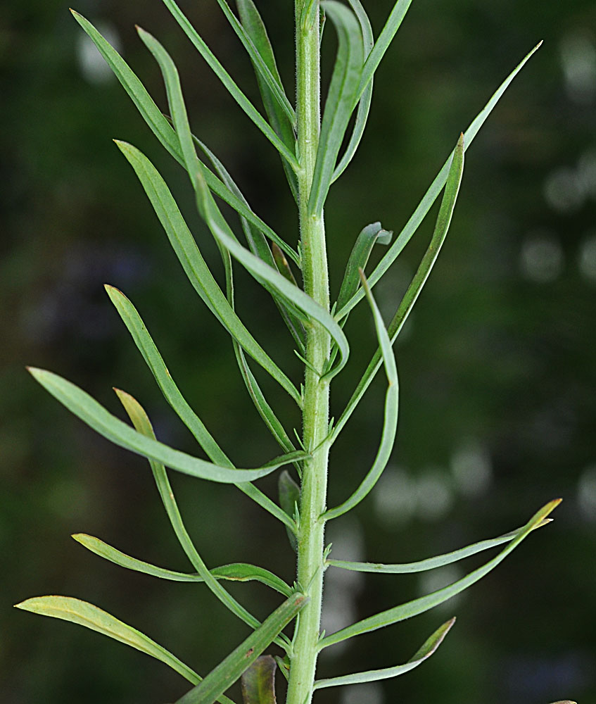 Flora of Eastern Washington Image: Linaria vulgaris