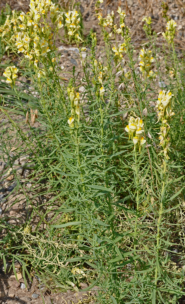 Flora of Eastern Washington Image: Linaria vulgaris