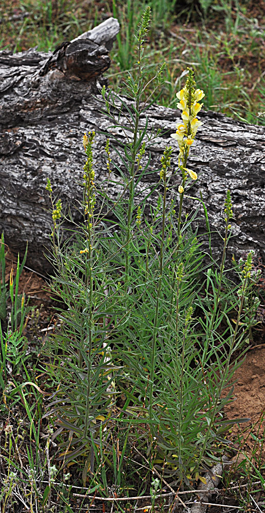 Flora of Eastern Washington Image: Linaria vulgaris
