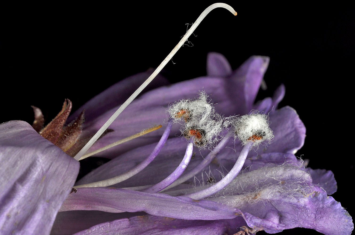 Flora of Eastern Washington Image: Penstemon fruticosus