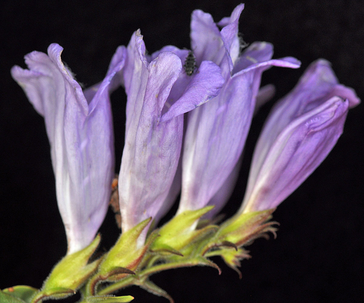 Flora of Eastern Washington Image: Penstemon fruticosus