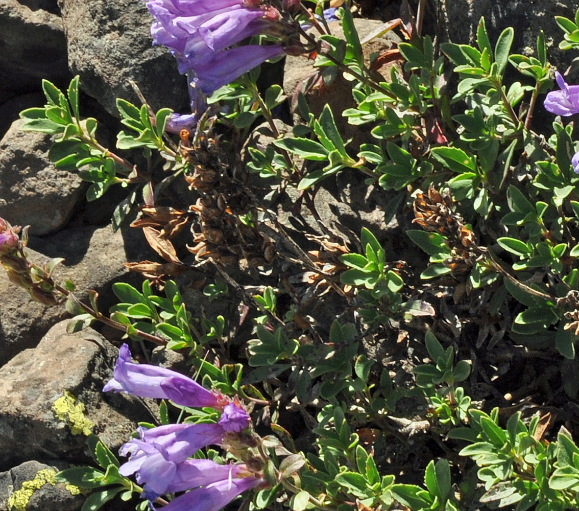 Flora of Eastern Washington Image: Penstemon fruticosus