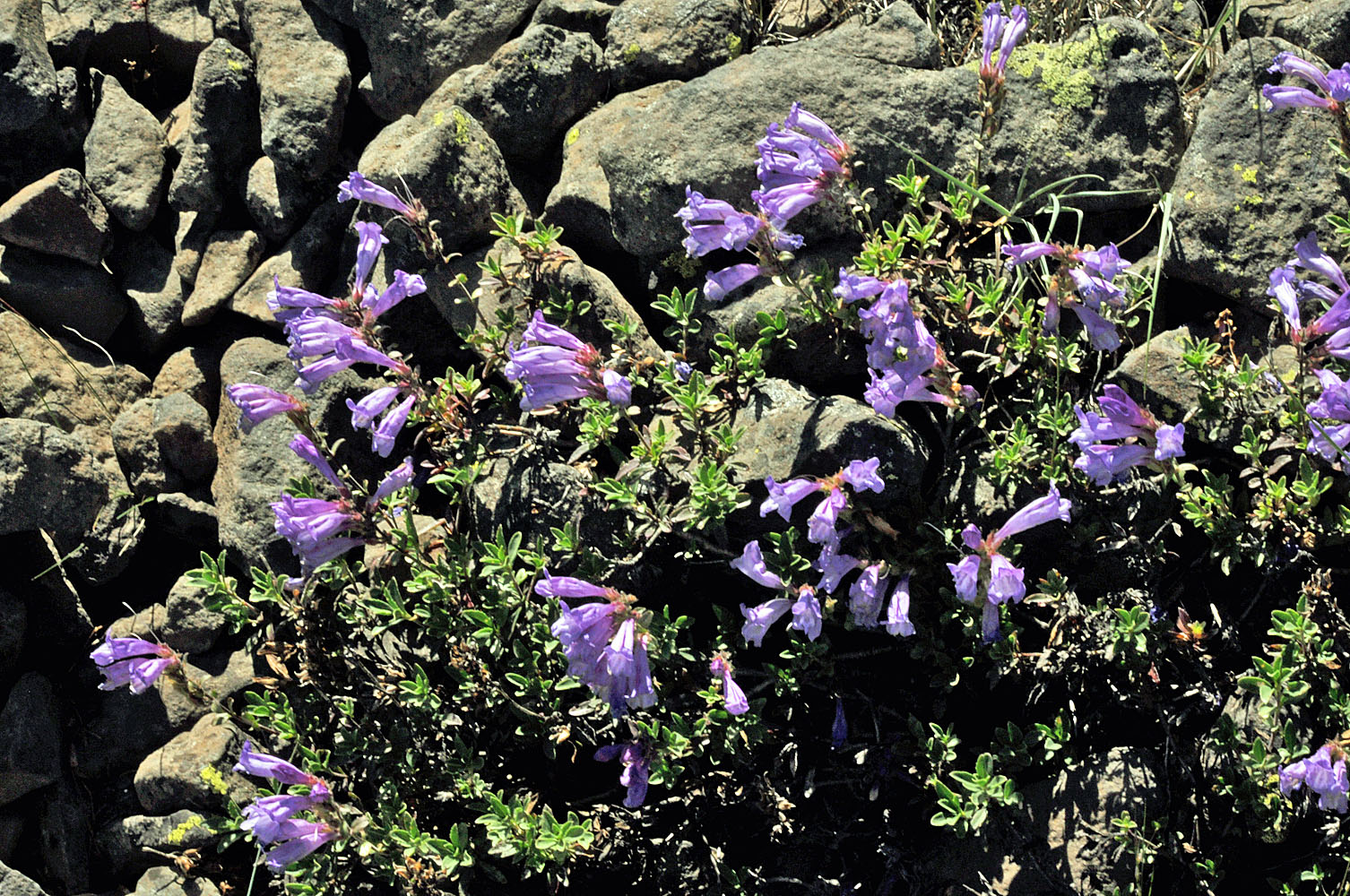 Flora of Eastern Washington Image: Penstemon fruticosus