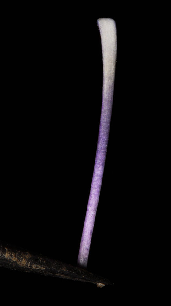 Flora of Eastern Washington Image: Penstemon glandulosa