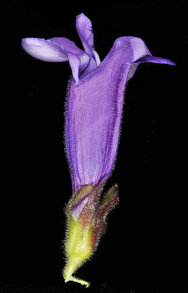Flora of Eastern Washington Image: Penstemon glandulosa