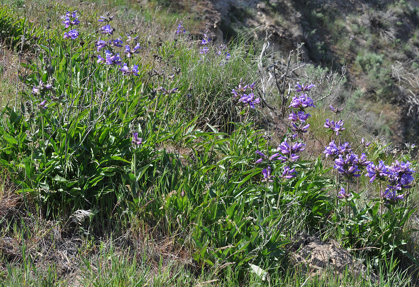 Flora of Eastern Washington Image: Penstemon glandulosa